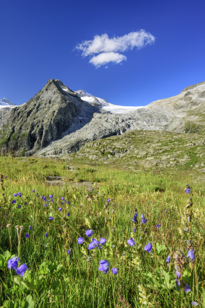 Gipfelziel – Lobbia Alta über den Blumenwiesen rund ums Rifugio Mandrone.