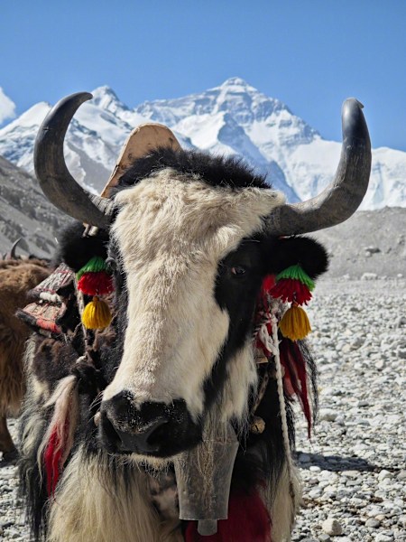 <p><strong>Mehr Helikopter als Yaks</strong>: Früher wurde alles von Yaks transportiert. Heute fliegen während der Saison Dutzende Helikopter täglich ins Basecamp – für VIP-Touristen, Rettungen oder Material-Transporte. Diese Entwicklung wird von vielen kritisch gesehen.</p>