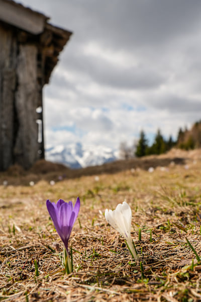 Platz 3: Frühlingsgefühle