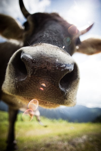 <p>So eine Kamera ist tierisch interessant, findet wohl diese Kuh.&nbsp;</p>