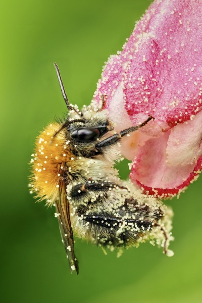 Pollensammlerin