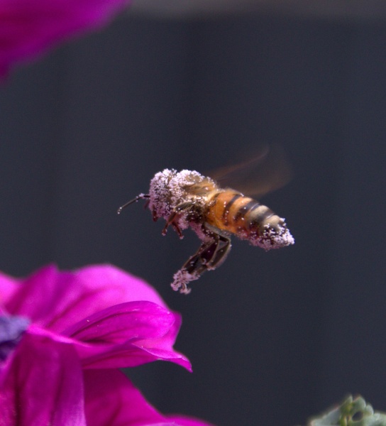 Biene im Pollenkleid