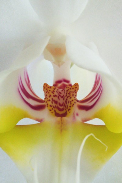 Auge in Auge mit der Orchidee