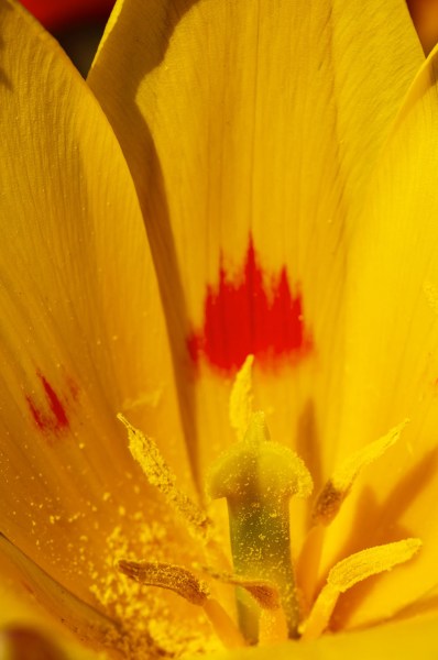 Im Innersten der Tulpe