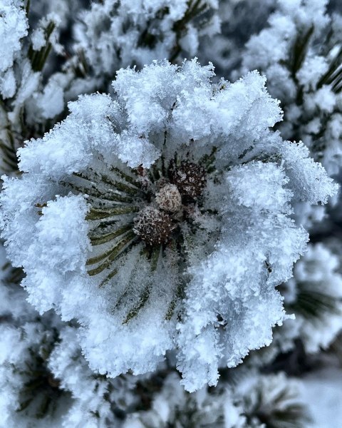 Winterblume - Latschenkiefer in Schnee gehüllt