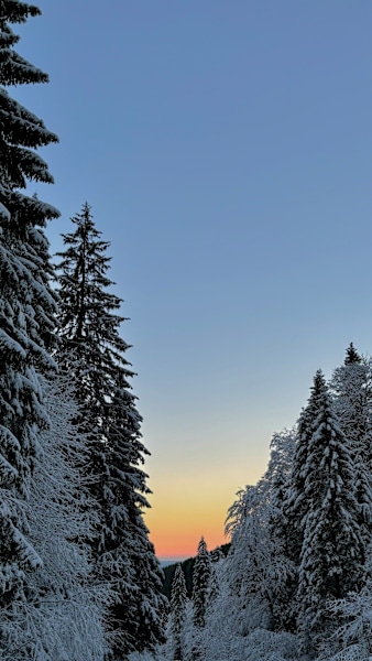 Himmelrot zwischen Tannen