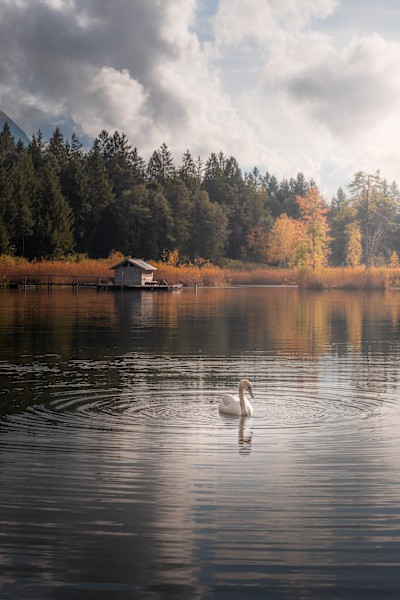 Der einsame Schwan