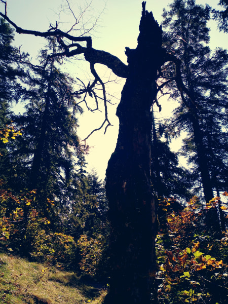 Baum-Zombie an der Benediktenwand