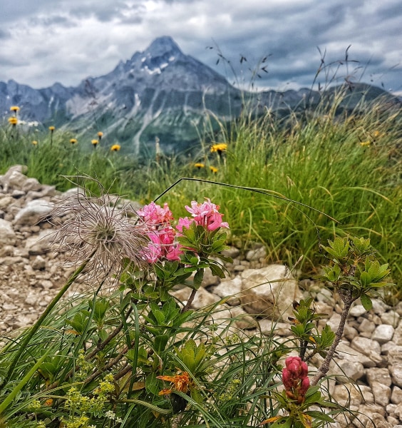 Alpenrose und wildes Männle