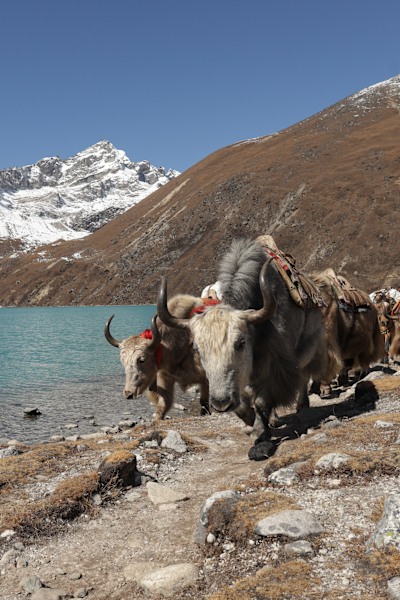 Tierische Begegnung bei den Gokyo Seen