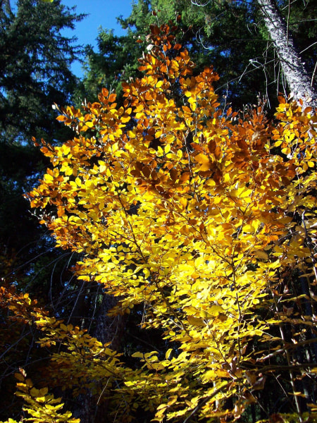 Wald im Herbst