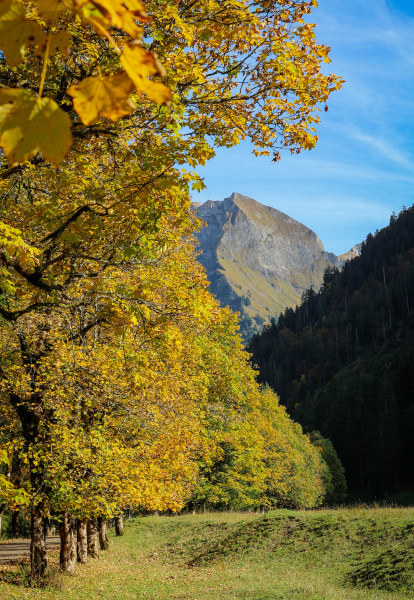 Golden autumn