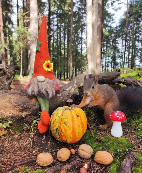 Eichhörnchen in Seefeld