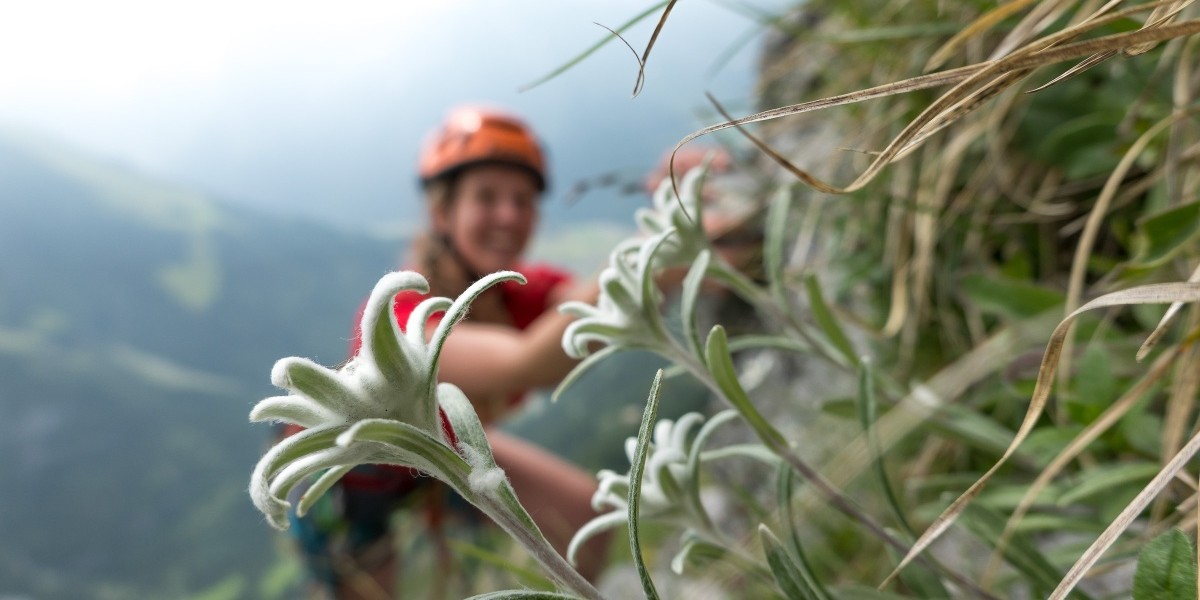 Schweizer Bergsteigerinnen-Flora in "Vrenis Traum" (5b).