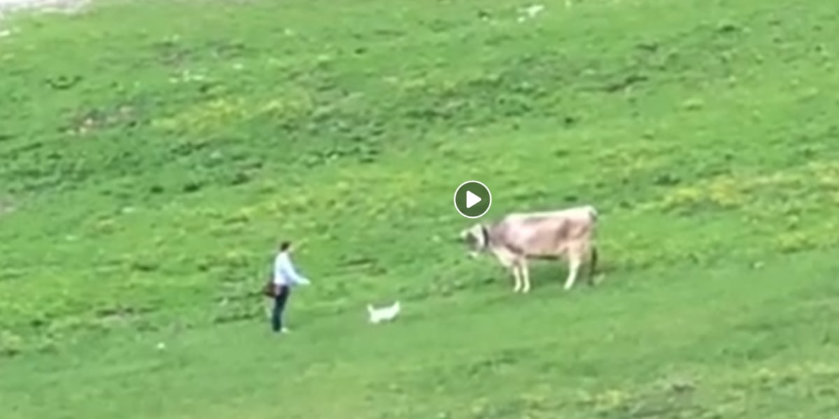 Video: Herrchen & Hund versus Kuh