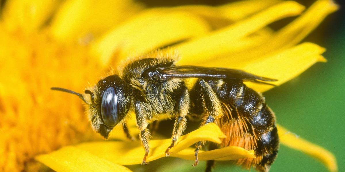 Naht Rettung für die Bienen?