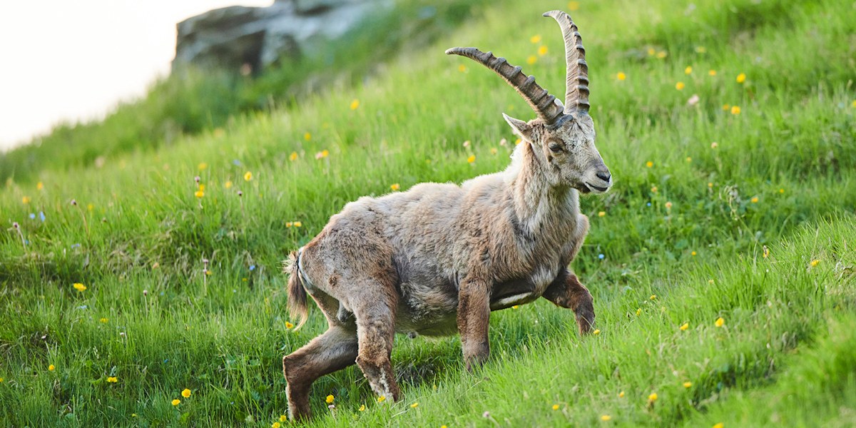 Wiederansiedelungsprojekt in den Alpen: Erneut zwei Steinböcke ausgewildert