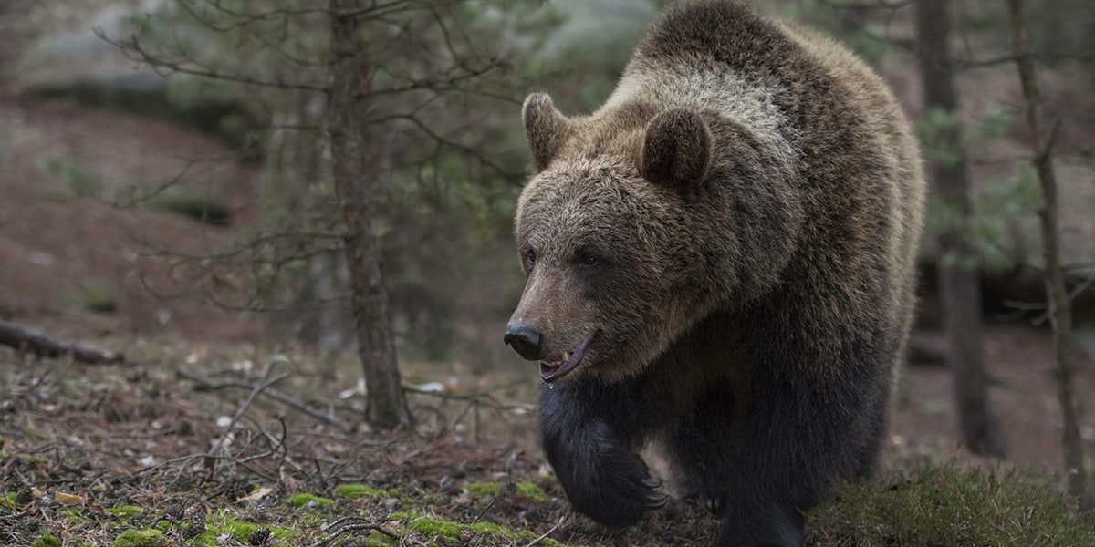 Tödlicher Angriff: Braunbär attackiert Wanderer