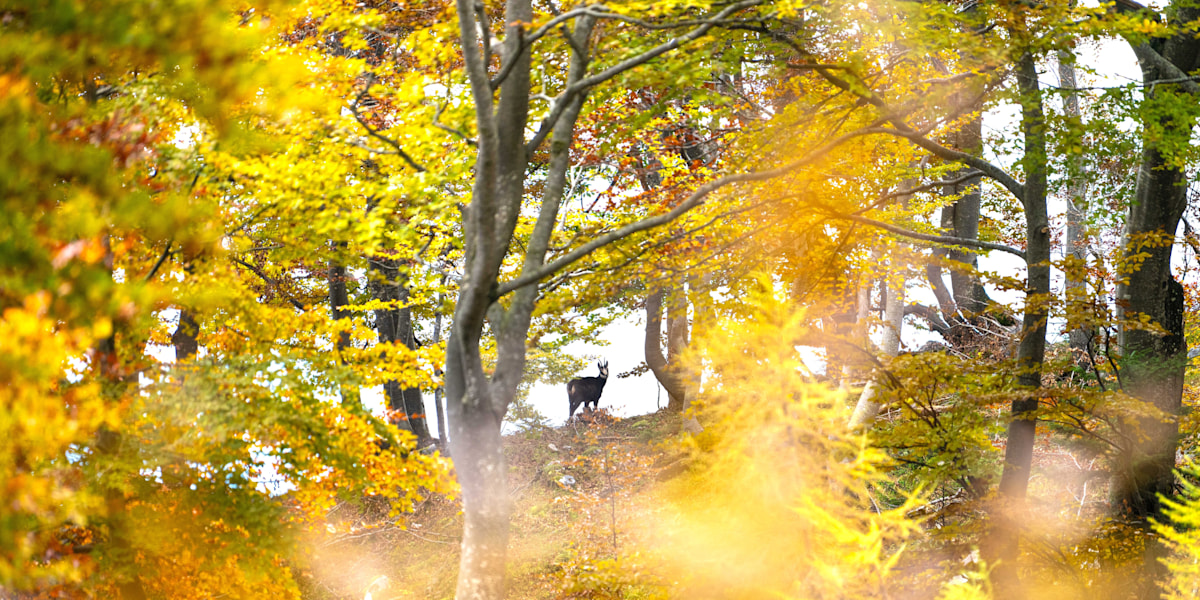 Fotowettbewerb: Indian Summer – leuchtende Berge und Wälder: Jetzt Bilder einreichen!