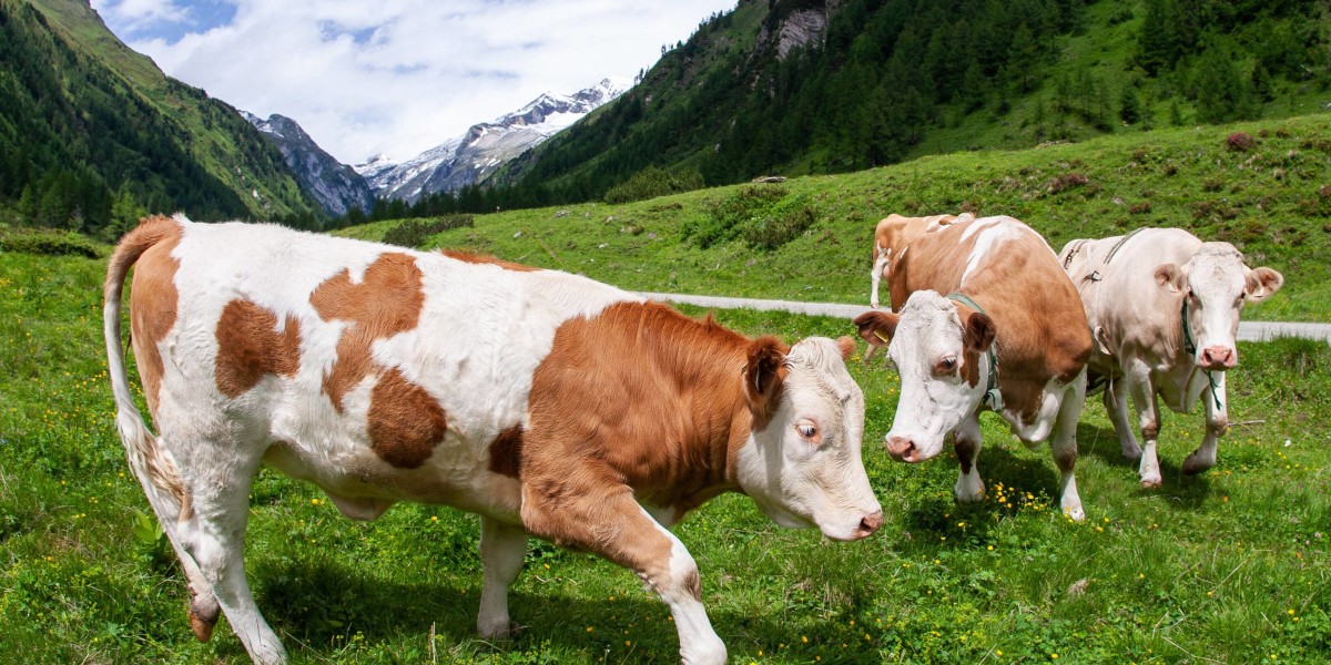 Stubaital: Kühe attackieren Wanderin