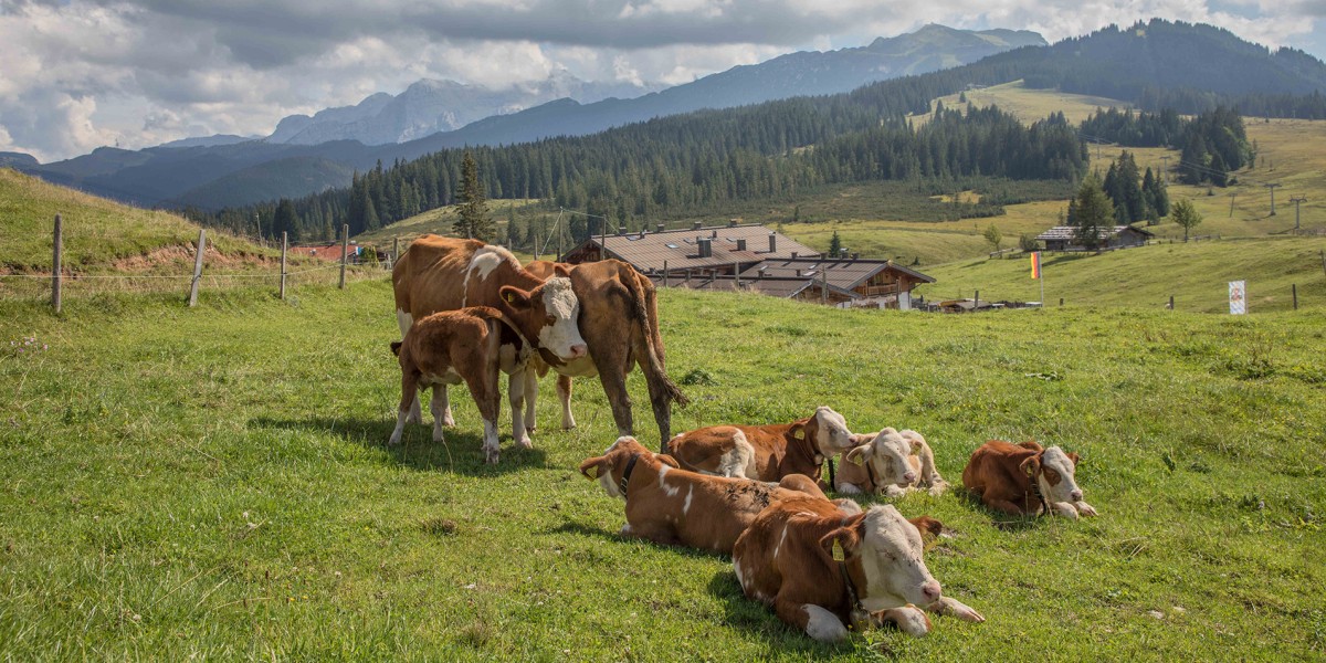 Grasende Kühe auf der Winklmoosalm