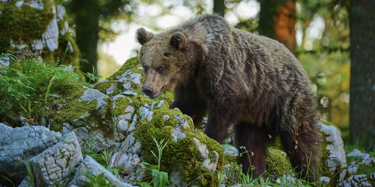 Braunbär im Oberallgäu? Behörden untersuchen verdächtigen Losungsfund.