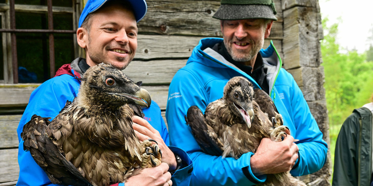 Nationalpark Berchtesgaden: Zwei Bartgeier ausgewildert
