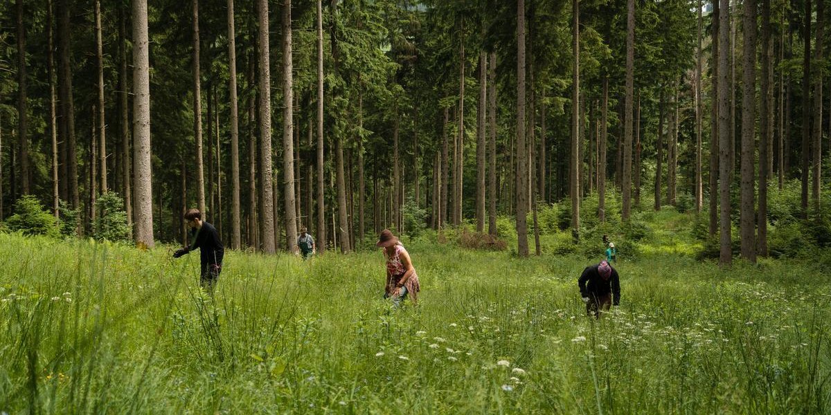 DAV startet Kampagne "Aktion Schutzwald"