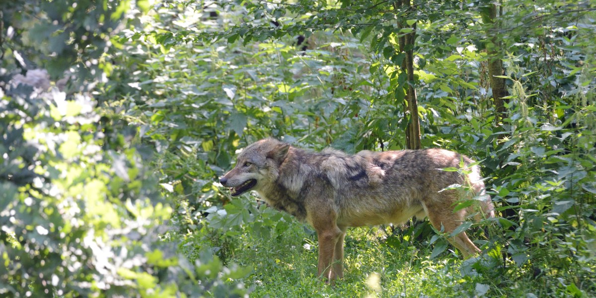Freie Wähler fordern wolfsfreie Gebiete im Alpenraum