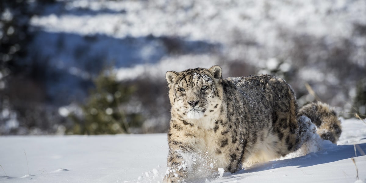 Snow Leopard Day: Schwitzen für den Schneeleoparden