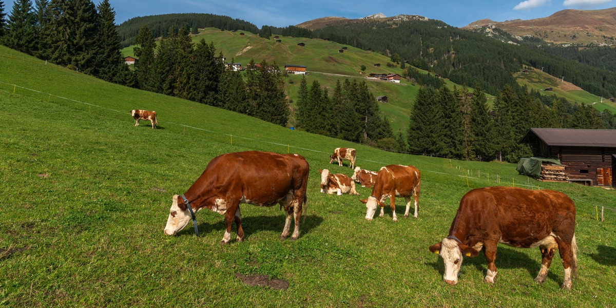 Kuh tötet Wanderin in Tirol: Weitreichendes Urteil gefällt 