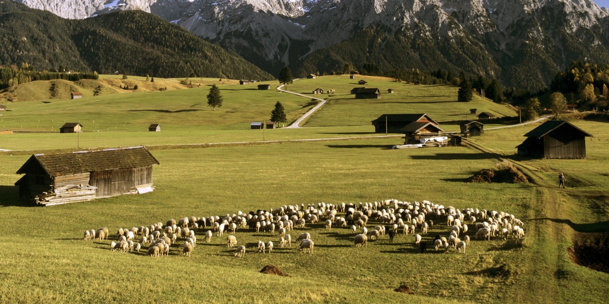 Karwendel: 180 Schafe abgestürzt und verendet