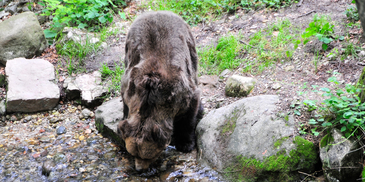 Bär im Trentino (Symbolbild, nicht das betreffende Tier!)