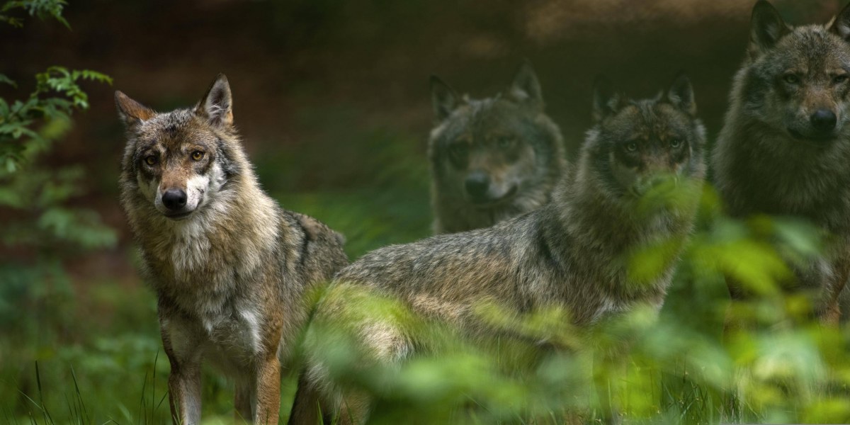 Lebt bald ein Wolfsrudel in den Bayerischen Alpen?