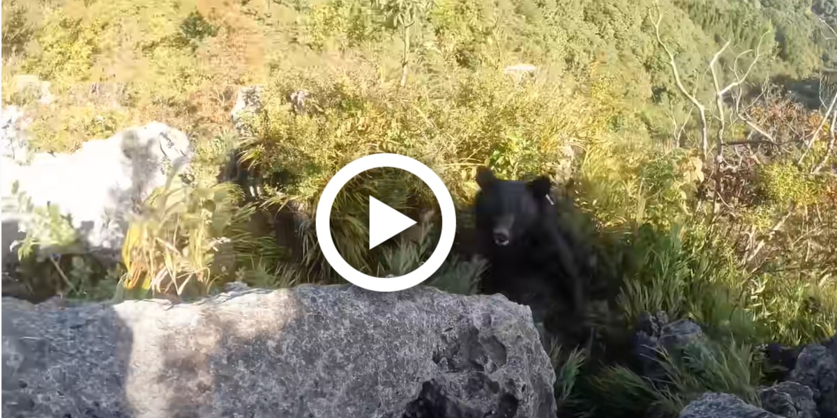 Video: Kletterer wird von Bärin attackiert