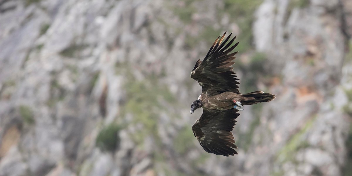 Bartgeier in freier Wildbahn im Nationalpark Berchtesgaden.
