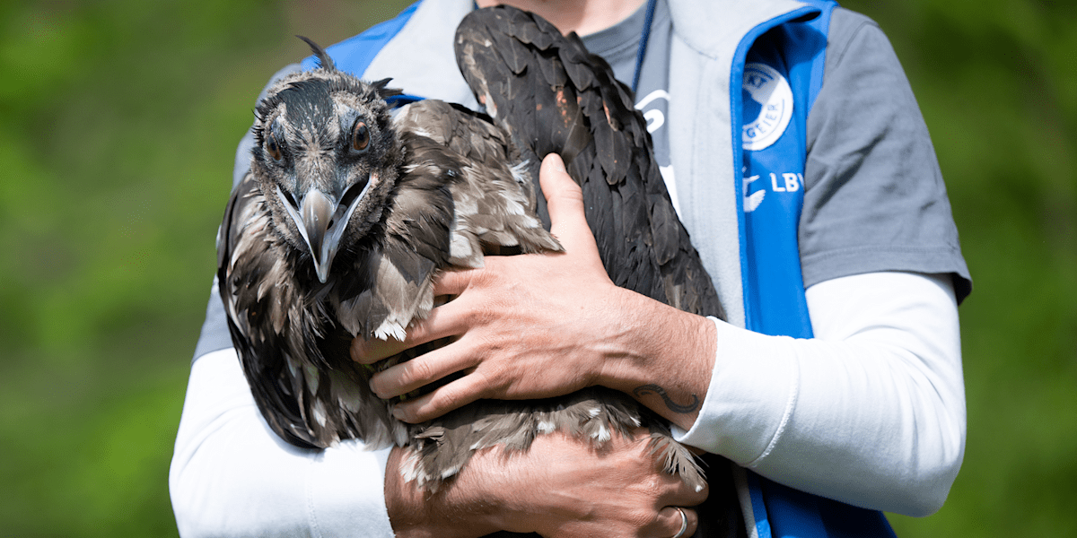 Ein Mitarbeiter im Nationalpark Berchtesgaden hält das Bartgeiermännchen Wiggerl vor seiner Auswilderung auf dem Arm. Mehr als 140 Jahre nach Ausrottung der Bartgeier in Deutschland wurden 2024 Jungtiere aus der Nachzucht im Rahmen ausgewildert.