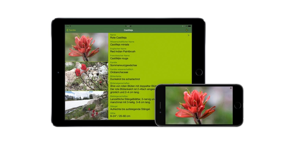 App, Rockies Alpine Flower Finder, Blumenbestimmung, Blomenarten, Rocky Mountains, Test, Rezension