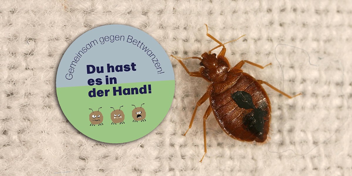 Bettwanzen wandern mit: Diese Fehler sollten Hüttengäste vermeiden