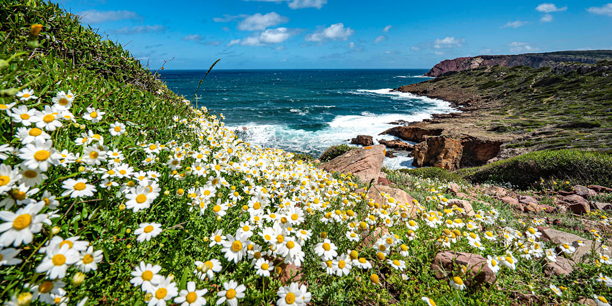 Blumen & Meer: Der Camí de Cavalls führt einmal rund um Menorca. Im Frühling wandert man entlang des Meeres durch ein ebensolches aus Blumen!