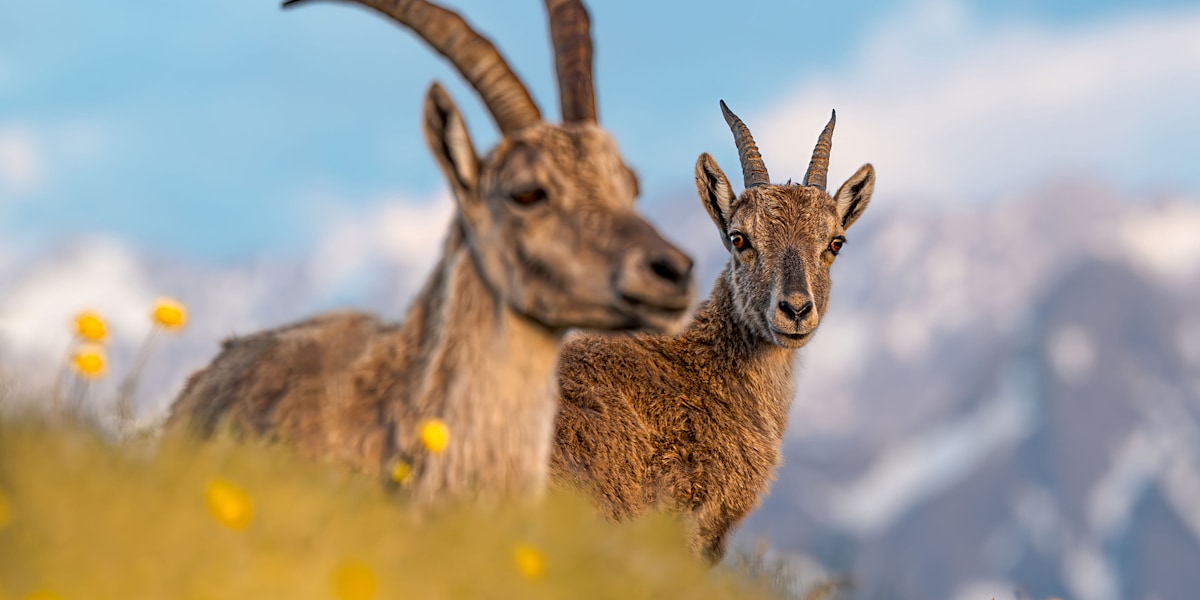 Fotowettbewerb "Tierische Begegnungen" - Jetzt Bilder einreichen!