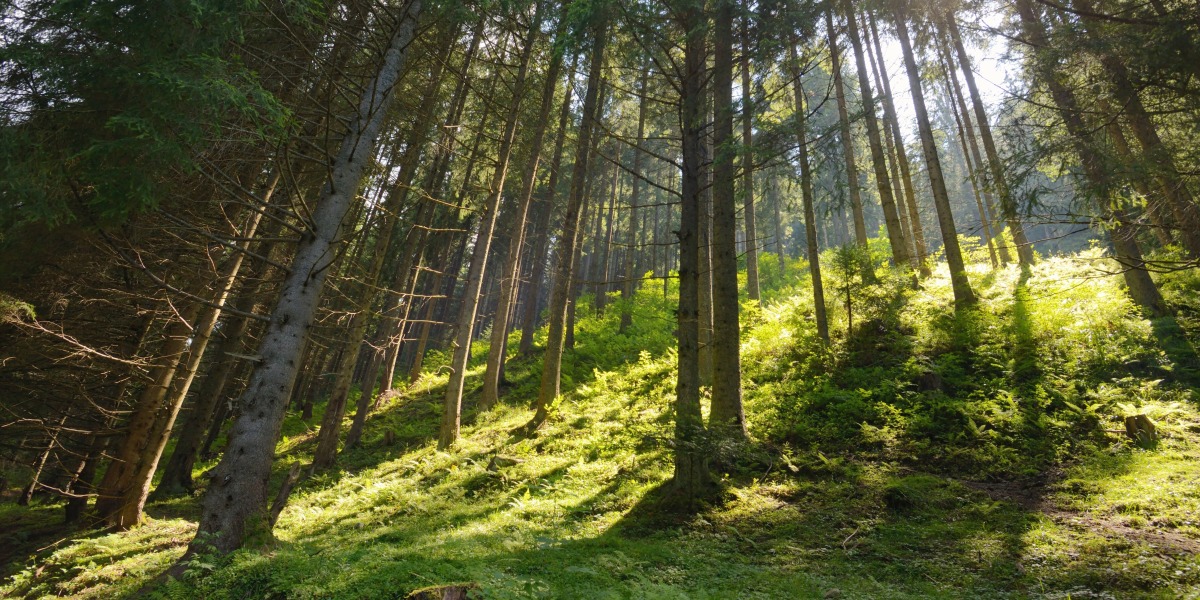 Schöffel Stiftung unterstützt Pflanzung von 30.000 Bäumen