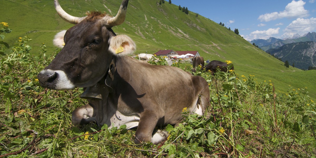 Für viele gehört das Glockengeläut der Kühe zu den Alpen wie der Enzian und Edelweiß.
