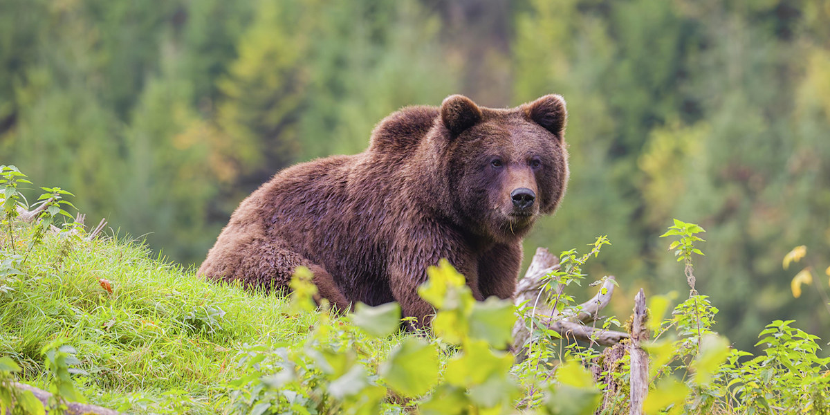 Altai-Gebirge: 29-Jährige bei Bärenangriff getötet