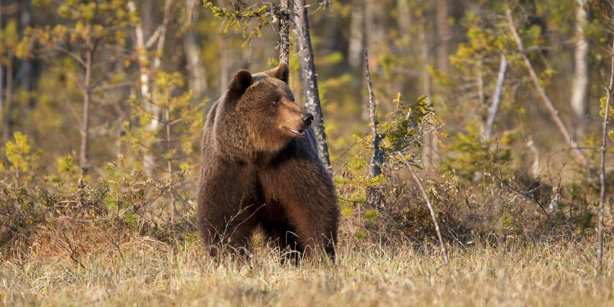 Dolomiten: Bär verletzt  Wanderer im Trentino