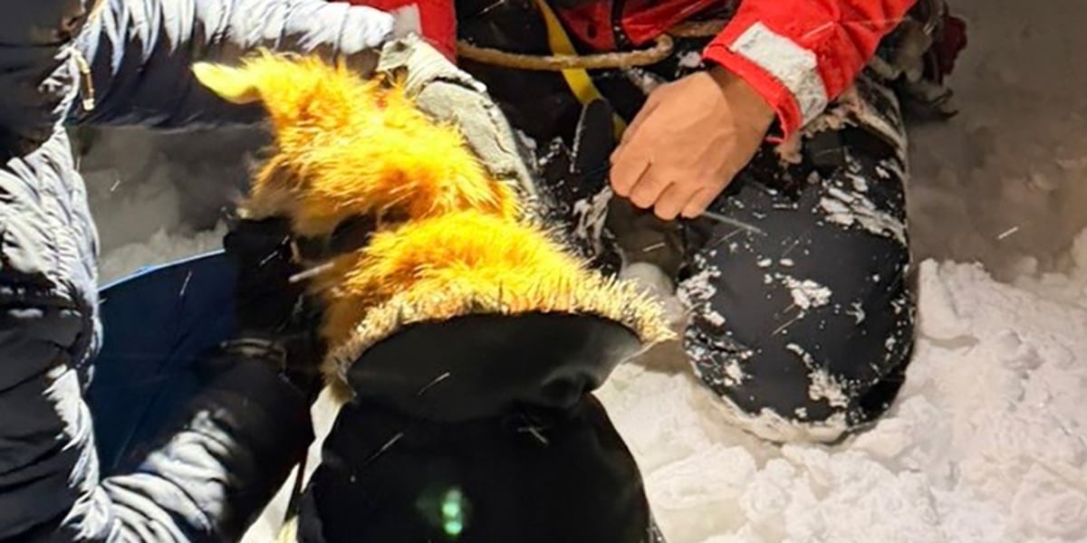 Berchtesgaden: Labrador nach Absturz im Schnee gerettet&nbsp;