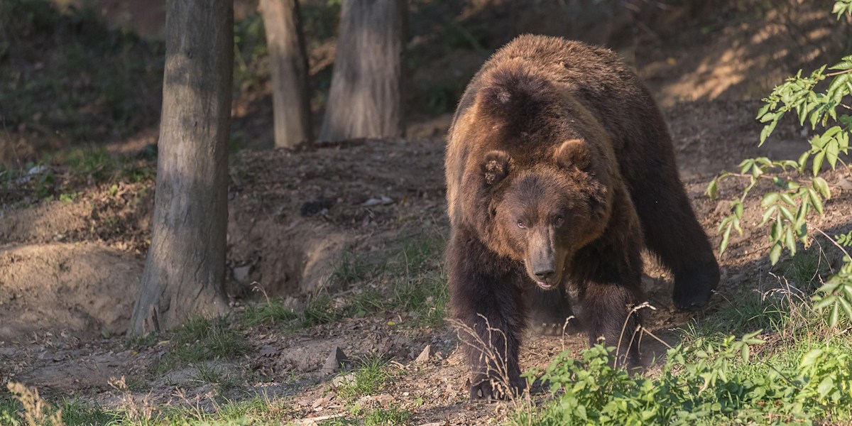 Ein Kamtschatka Braunbär (Ursus arctos piscator), der in einem Wald spazieren geht.