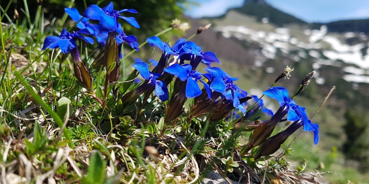 ALPIN-PICs im April: Die Siegerbilder des Fotowettbewerbs "Endlich Frühling"