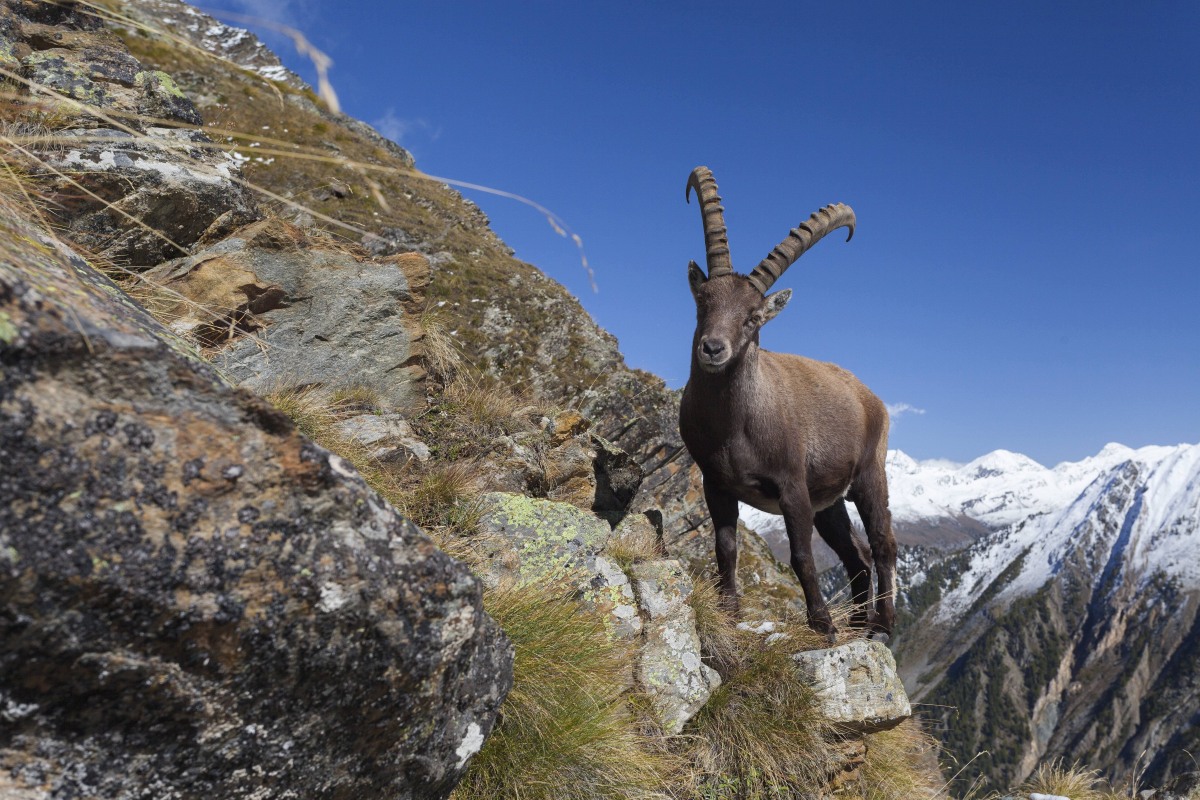 projekt-alpensteinbock-in-bayern-gestartet
