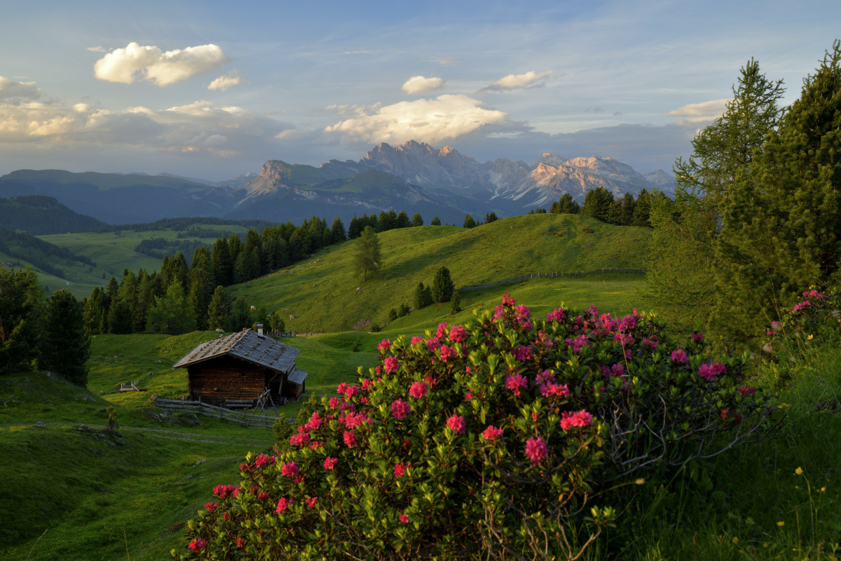 Alpenrosen Blüte